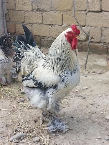 heyrəti xoruz: Cins xoruz – ağır çəkili, tüklü ayaqlı, iri bədənli. - Rəng: gümüşü-ağ — 1