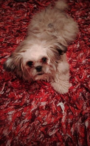 купить хаски щенка: Shi-tsu — 2