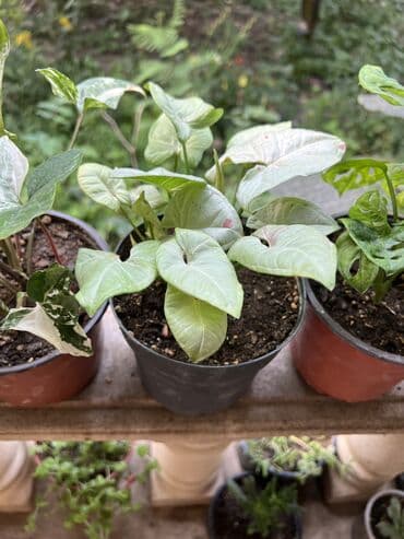 продажа комнатных растений: Her nov guler var endirimnen verecem Gencedi istiyen yazsin satiş — 3