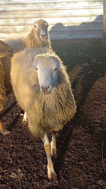 Зоотовары: Самец, лет: 2, 55 кг, Для разведения, Для мяса, Самовывоз — 4