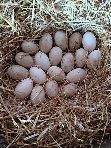 kənd çolpası: Erkək, Damazlıq — 3