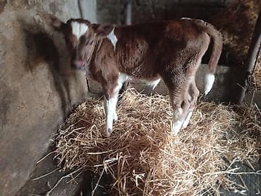 simmental inək cinsi: Salam hər cür mal var sagmal boğaz balamı qiymətlər fərqlidir isdiyen — 8