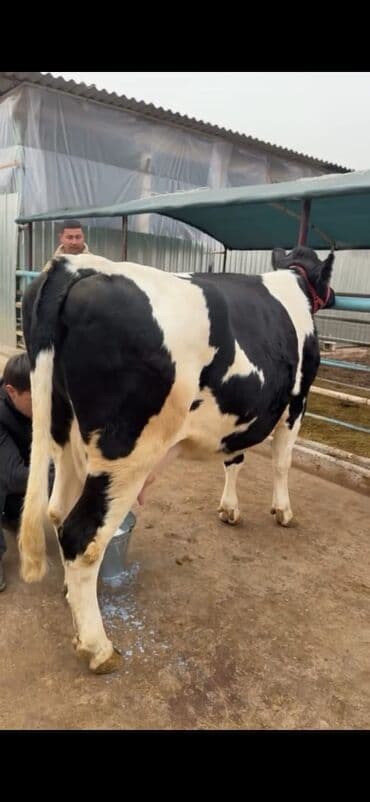 heyvan bazari inekler: Südlük inək – Holşteyn (qara-ağ) Xüsusiyyətlər: - Cins: Holşteyn — 4