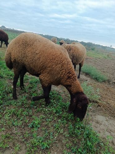 электрическая машинка для стрижки овец: Qala sehlerdi bogazdilar birinci qarina bogazdilar — 3