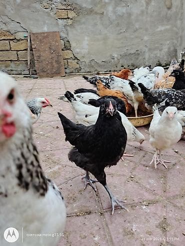 etlik cuce satisi: Toyuq, Australorp, Damazlıq, Ünvandan götürmə — 6