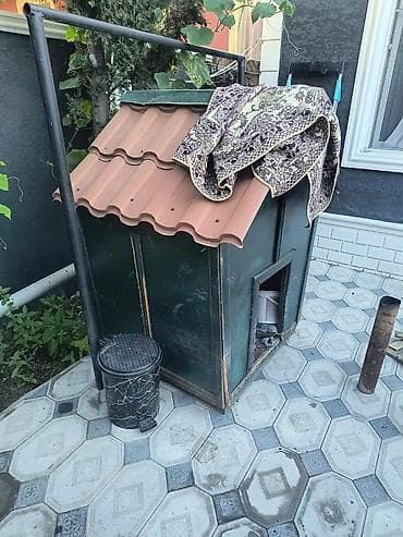 haski iti: Salam it evi satılır əla vəziyyətdədir qiyməti 150 manat — 1