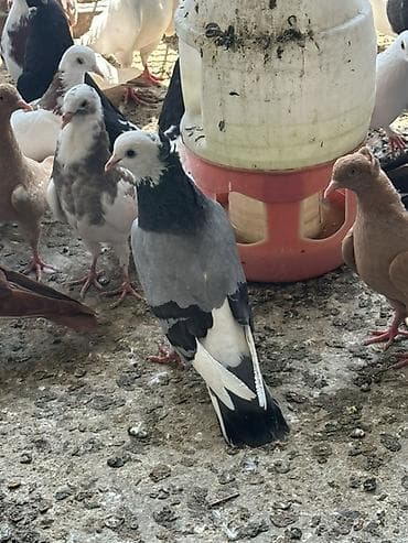 ucuz quşlar: Salam tergizme quwlardi oz quwlarmdi pul Lazm olduqu ucun satram her — 4