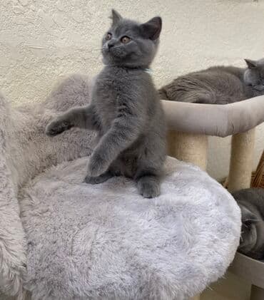 pişik şəkili: Şotland, Dişi, Erkək, Ünvandan götürmə — 8