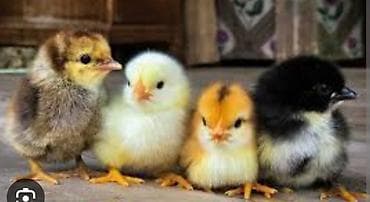 ev dekoru: Salam, kimdə yumurta varsa yariligina inqubatora qoyaq bilerem. kim — 1