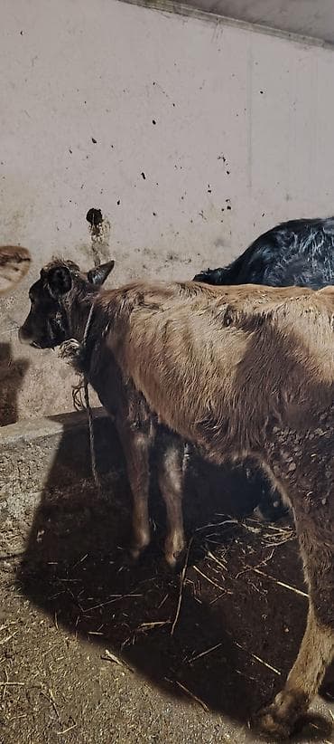 Другие с/х животные: 2 eded super saxlamali danalardi lazim olunan butun dermanlari verilib — 2