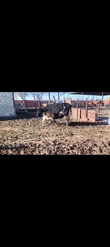 yerli inək cinsləri: Ancaq balasi əmizdirik balasi erkekdi 1 aydi dogub — 5