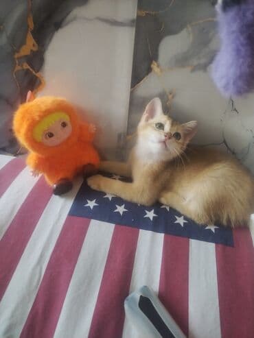 сколько стоит лабубу в баку: Təmiz balalar satılır — 1