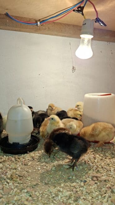 hinduşqa cucələri: Toyuq cücələri, Ətlik — 1