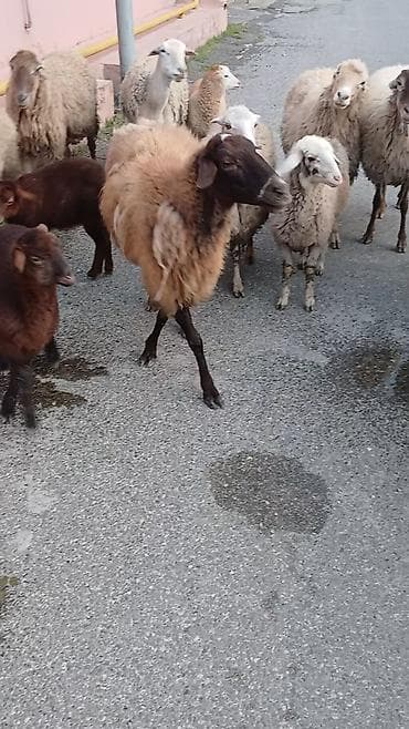 tap az qoyun quzu satisi: Salam. 16 ana bala 3 subay. kom sekilde satilir. etrafli z vuru — 2