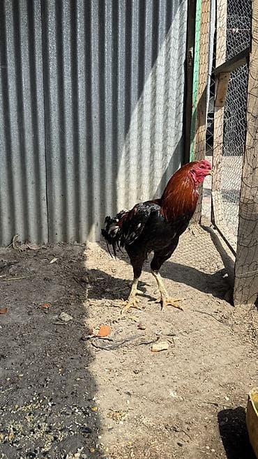 toyuq ataks: Saf qanlı xoruz – iri gövdəli, uzun ayaqlı, güclü skeletli. - Rəng — 1