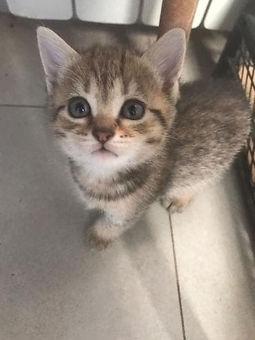 sirin pisik sekilleri: Tabbi, Yaxşı əllərə — 2