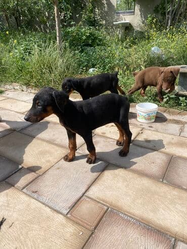 cane corso qiyməti: Doberman, 2 ay, Erkek, Sənədli, Rayonlara çatdırılma, Pulsuz çatdırılma, Ödənişli çatdırılma — 6