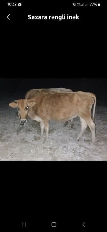 yəhər satılır: Dişi, il: 4, 400 kq, Südlük, Ünvandan götürmə — 2