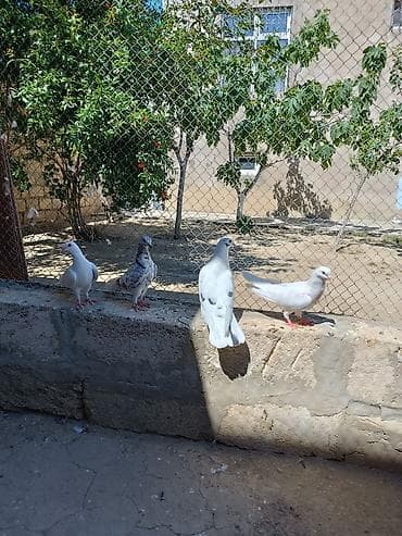 quş şekilleri: İki cüt quşdu normal uçan cavan quşlardı. Əlavə sözü olan zəng edə və — 5