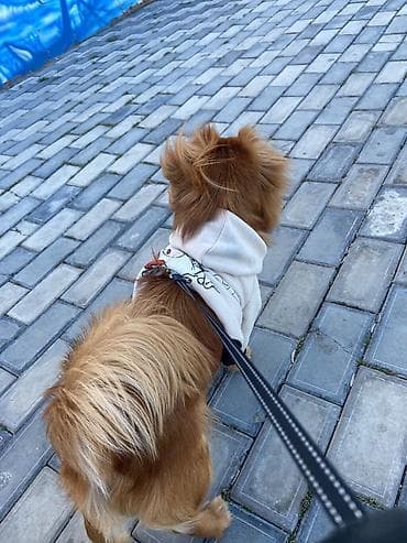 it zənciri: İt üçün kapüşonlu geyim – kiçik ölçü - Rəng: krem (açıq bej) tonlu — 3