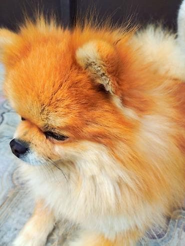 Şpitz, 2 il, Erkek, Cütləşmə üçün