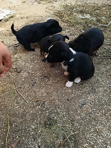 bala itlerin satisi: Ünvandan götürmə — 7