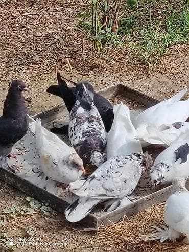 heyvan bazari baki: Başı kəkilli, ayağı papışdı, göyərçinlər 15 AZN-dir. Sadə göyərçinlər — 2