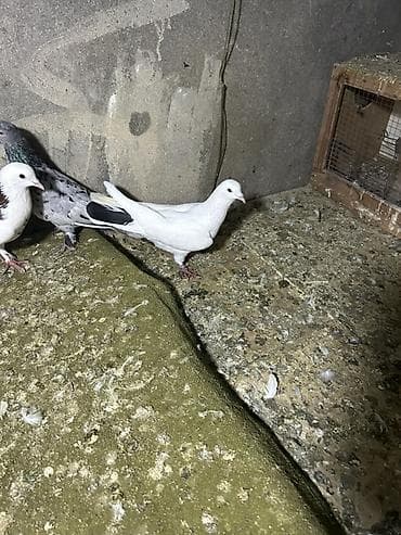 quş sesleri: 7 quwdu kom 30 manat elvae lazm olsa yene var — 4