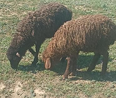 qoyun qoc: Quzu satilir 1 erkey 1 disi 3 ayliqdi — 1