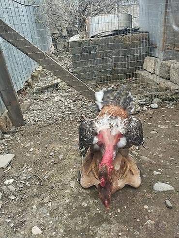 balaca cücə: Salam Alekum süper beçe satram artıg olduğu üçün Maşallah eladı — 3