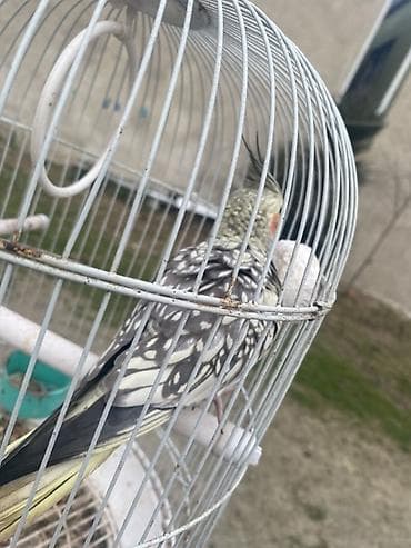 Növ: Nimfa (cockatiel) – xallı rəngli Təsvir: - Ağımtıl-boz xallı