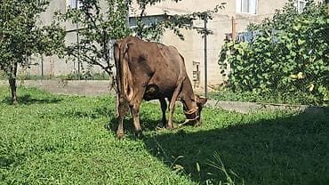 erkek dana satilir: Qördüncü qarına boğazdı hazırda 12litr süd verir yemlənsə çox verər — 4