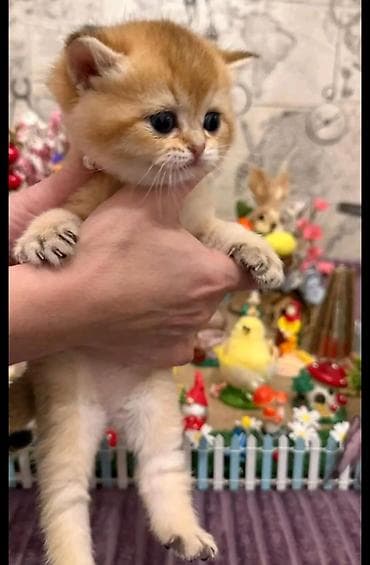 British tipli balaca pişik balaları - Növlər: Şotland qıvrıqqulaq