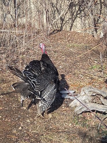 cin bildircin: Erkək, Damazlıq — 1