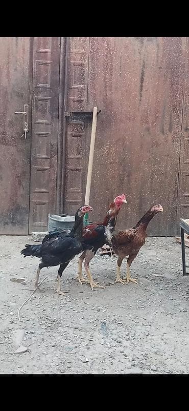 Məncə wekile baxanda demeye elave soz qalmir mawAllah agirceki lalafo.az -da Məncə wekile baxanda demeye elave soz qalmir mawAllah agirceki