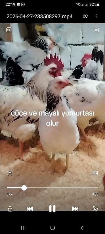 bala xaski: Toyuq, Damazlıq — 3