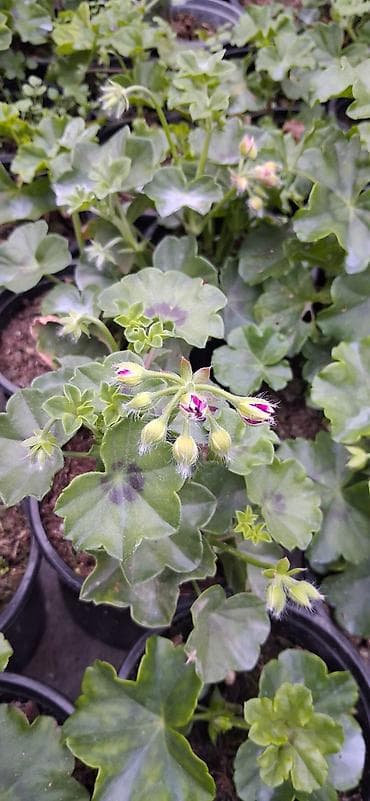 limon qabi: Məhsul: Saksıda sardunya (Pelargonium) – müxtəlif rənglərdə [TƏK — 7