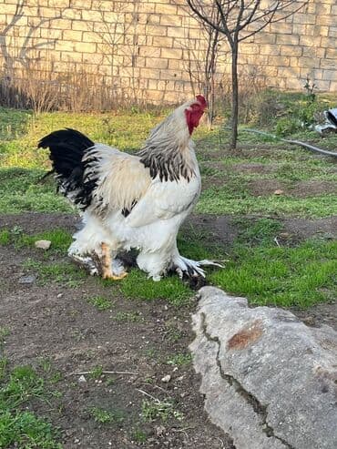 Toyuqlar: Xoruz, Brama, il: 1, Ünvandan götürmə, Ödənişli çatdırılma — 3