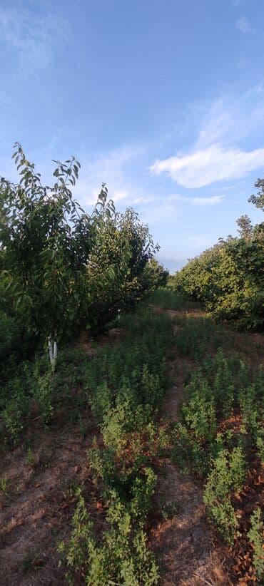 xacmaz torpag: 93 sot, Kənd təsərrüfatı — 15