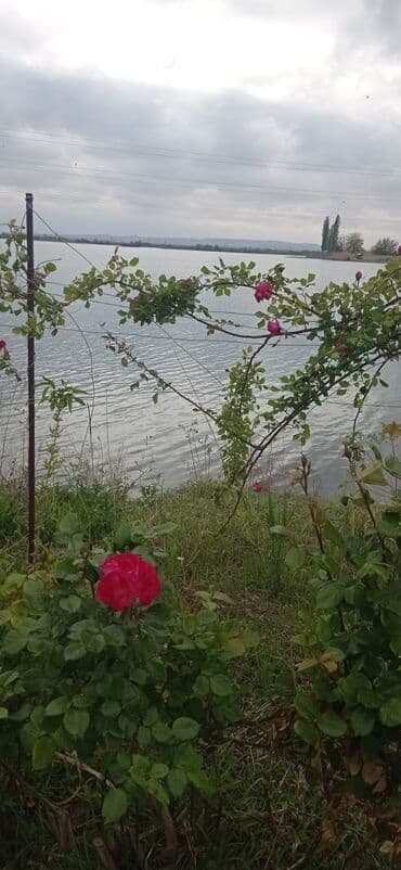ehmedlide torpaq satilir: 10 sot, Biznes üçün, Mülkiyyətçi, Kupça (Çıxarış) — 2