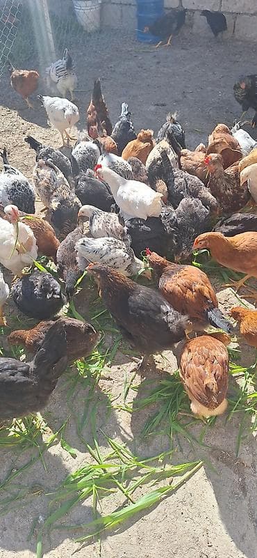 kend cucesi: Toyuq cücələri, Damazlıq — 10