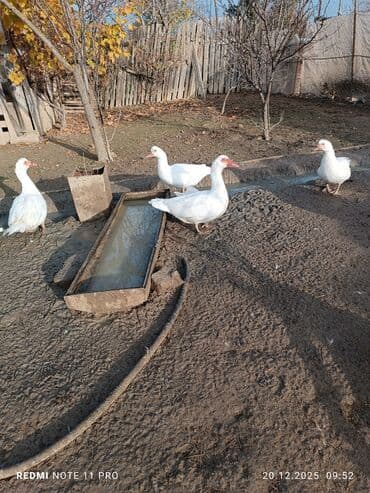sabuncu toyuq bazari 2023: 10 dənə (6 dişi, 4 erkək) 7 aylig lal ördəklər Sağlamdırlar bağ — 3