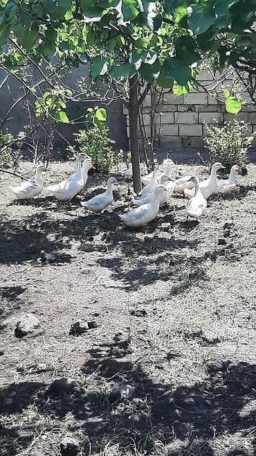 cins inəklər: 8 eded diwi pekin ordekleri hem kesmeye hemde damazliq kimi yariyir bu — 2