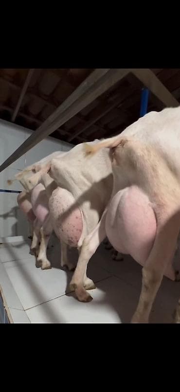 mal inək: Süd istehsalı üçün yüksək məhsuldar keçilər – damazlıq sürü 6 eded — 3