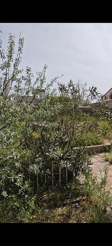 vila: 5 otaqlı, 162 kv. m, Təmirsiz — 2