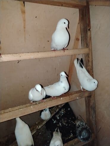 cücə və xoruz təmsil: Quslar satilir ucan quslar ir baha almisam saxlayanmiram deye satiram — 6