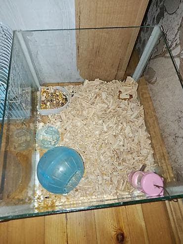 Hamster üçün akvarium və qəfəs dəsti Məhsul tərkibi: - Şüşə akvarium