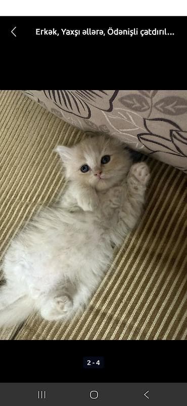 ev pişikleri: Britan, Erkək — 3