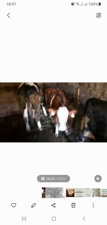 Alfa Romeo: Satış: Buzağılar - Növ: Qarışıq cins (qara-ağ, qırmızı-ağ və qara — 1