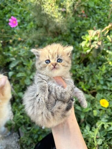 satiliq inekler: Şotland, Erkək, Dişi, Yaxşı əllərə, Ünvandan götürmə, Pulsuz çatdırılma, Ödənişli çatdırılma — 4